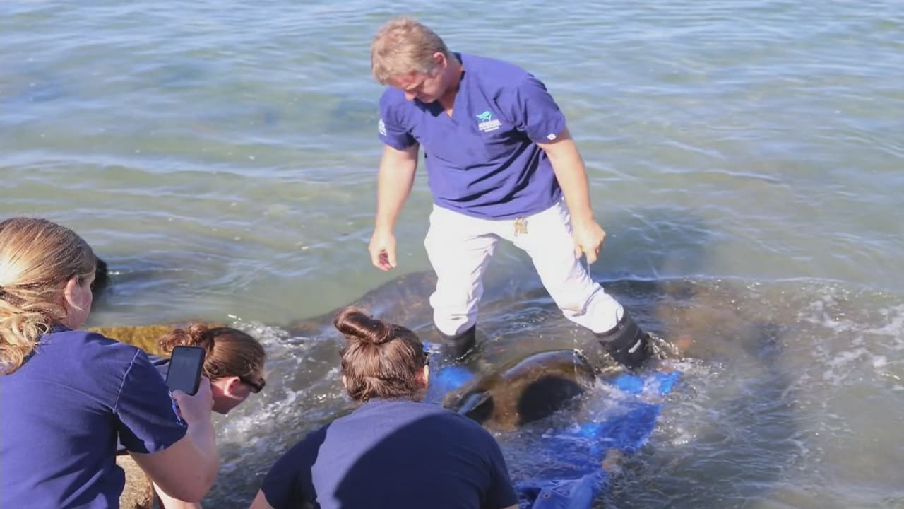 Devuelven al río San Gabriel en California a la tortuga encontrada con heridas por anzuelos