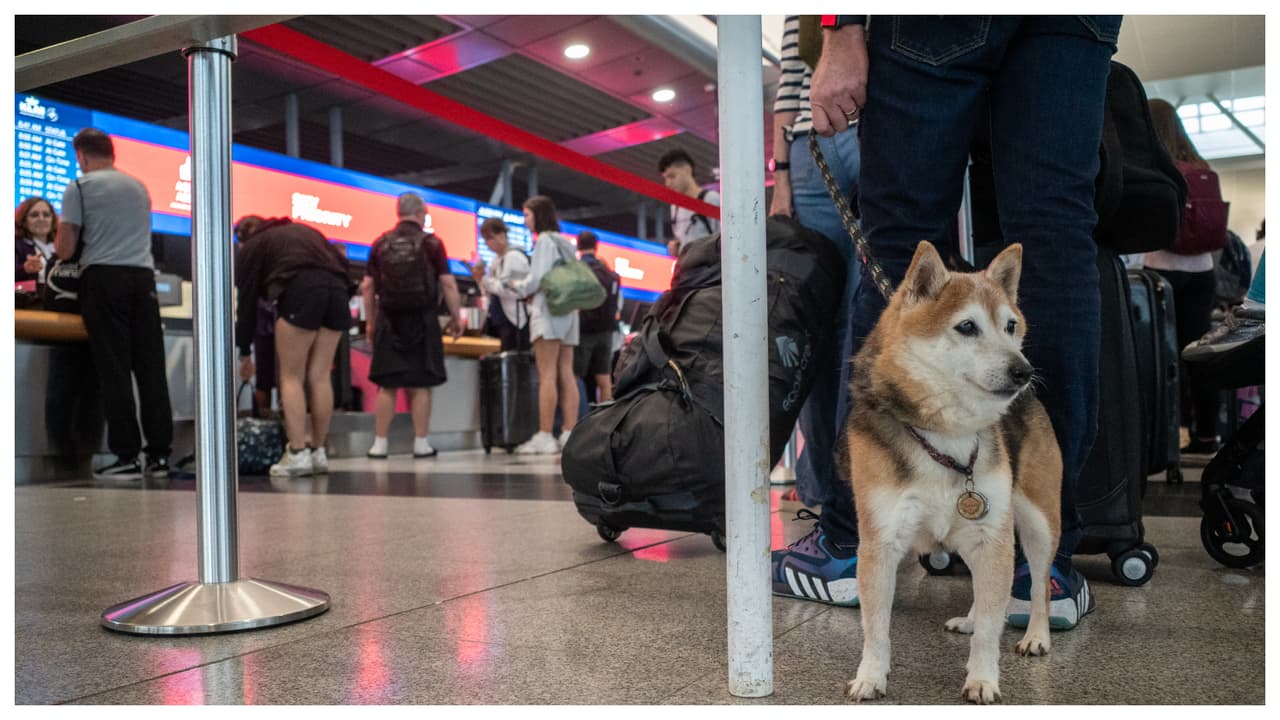 CDC emite nuevas reglas para quienes quieran viajar con perros a los Estados Unidos