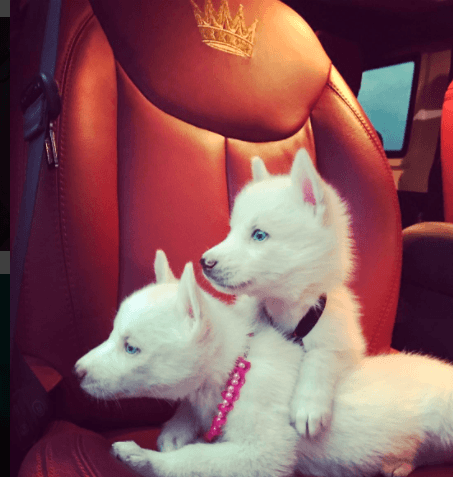 Bonnie y Clyde se han encargado de devolverle la alegría Maluma, quien los trata como reyes.