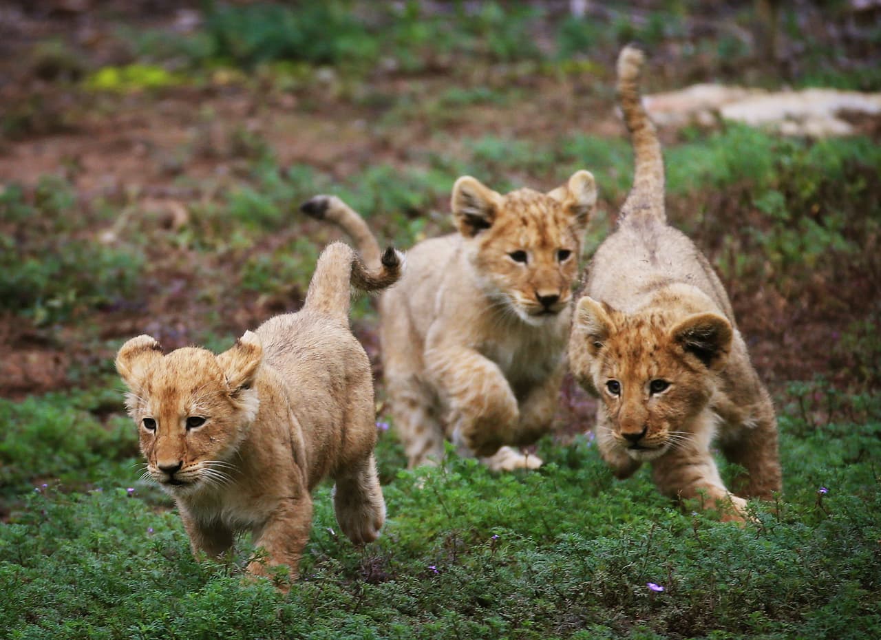 Corren, juegan, cazan, ¡estos pequeños son el orgullo de papá!