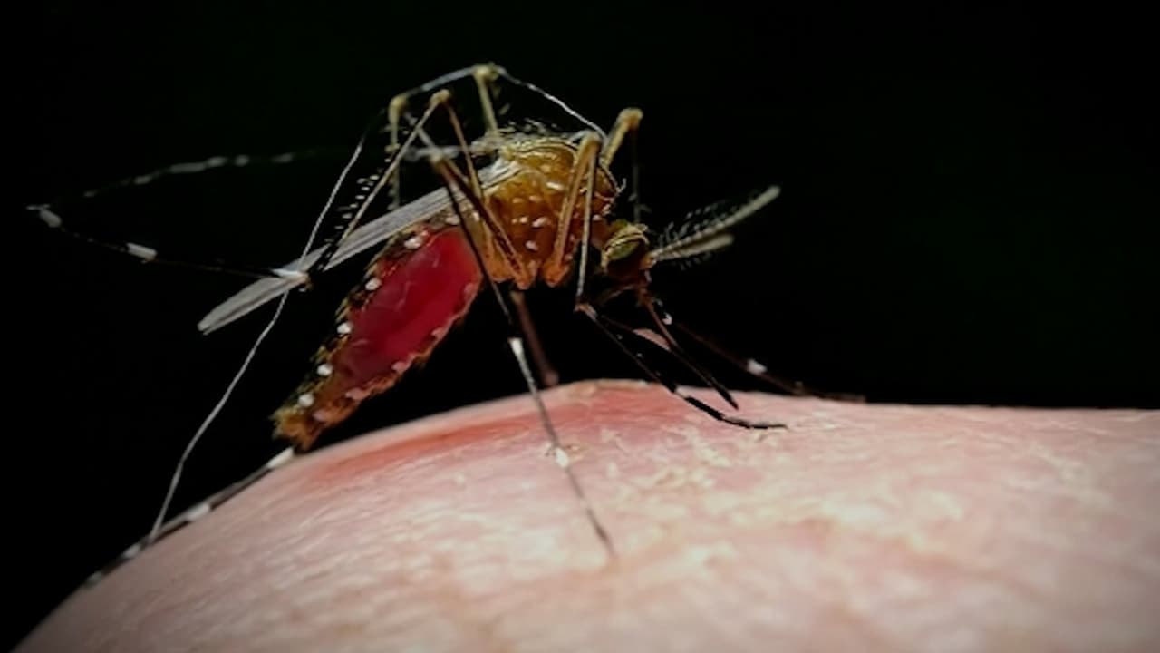 Dengue en el sur de Florida aumenta la preocupación por contagios dentro de la comunidad