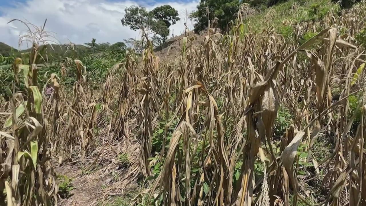 La sequía lo arrasó todo: Familias en Piraera, Honduras, se quedan sin comida; denuncian muertes infantiles por hambre