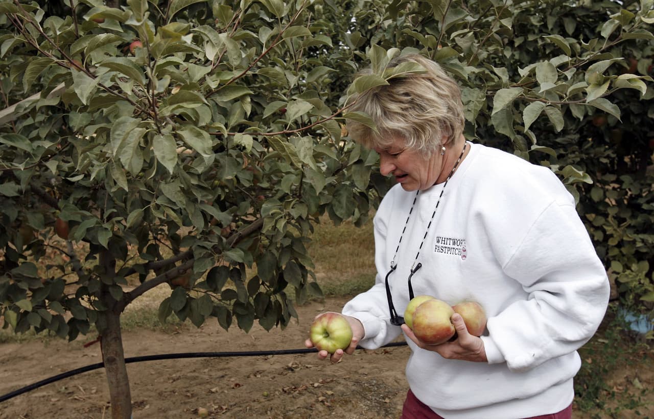<b>VE POR TUS MANZANAS AL “APPLE COUNTRY”:</b> Para muchos, hay algo en recoger sus propias manzanas que las hace saber mucho más dulces, y qué mejor lugar para disfrutar de los frutos de su trabajo que el condado productor de manzanas más grande de Carolina del Norte, Henderson, hogar de las ciudades como Flat Rock y Hendersonville. Muchos de los huertos del condado están abiertos desde principios de agosto hasta principios de diciembre.
