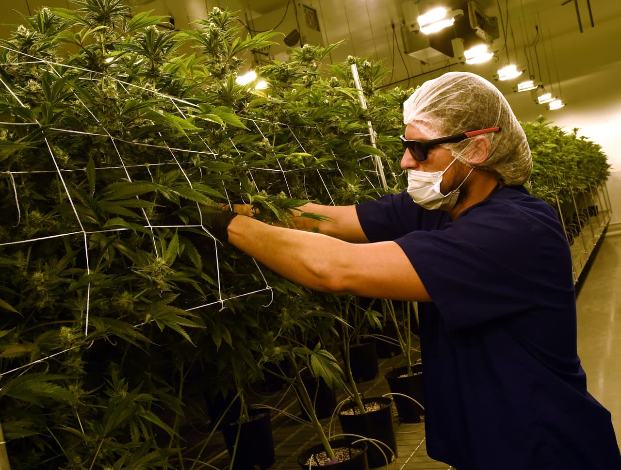 La marihuana puede resultar una alternativa efectiva entre individuos que deseen reducir o parar el uso de opioides.