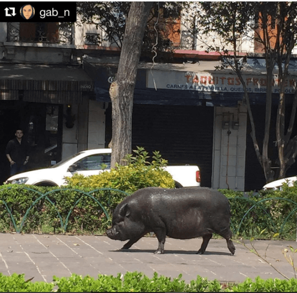 De acuerdo con Ángel, el dueño de La Chata, la gente no está acostumbrada a ver un cerdo por las calles de la Ciudad de México... Mucho menos un cerdo negro y del tamaño que tiene La Chata.