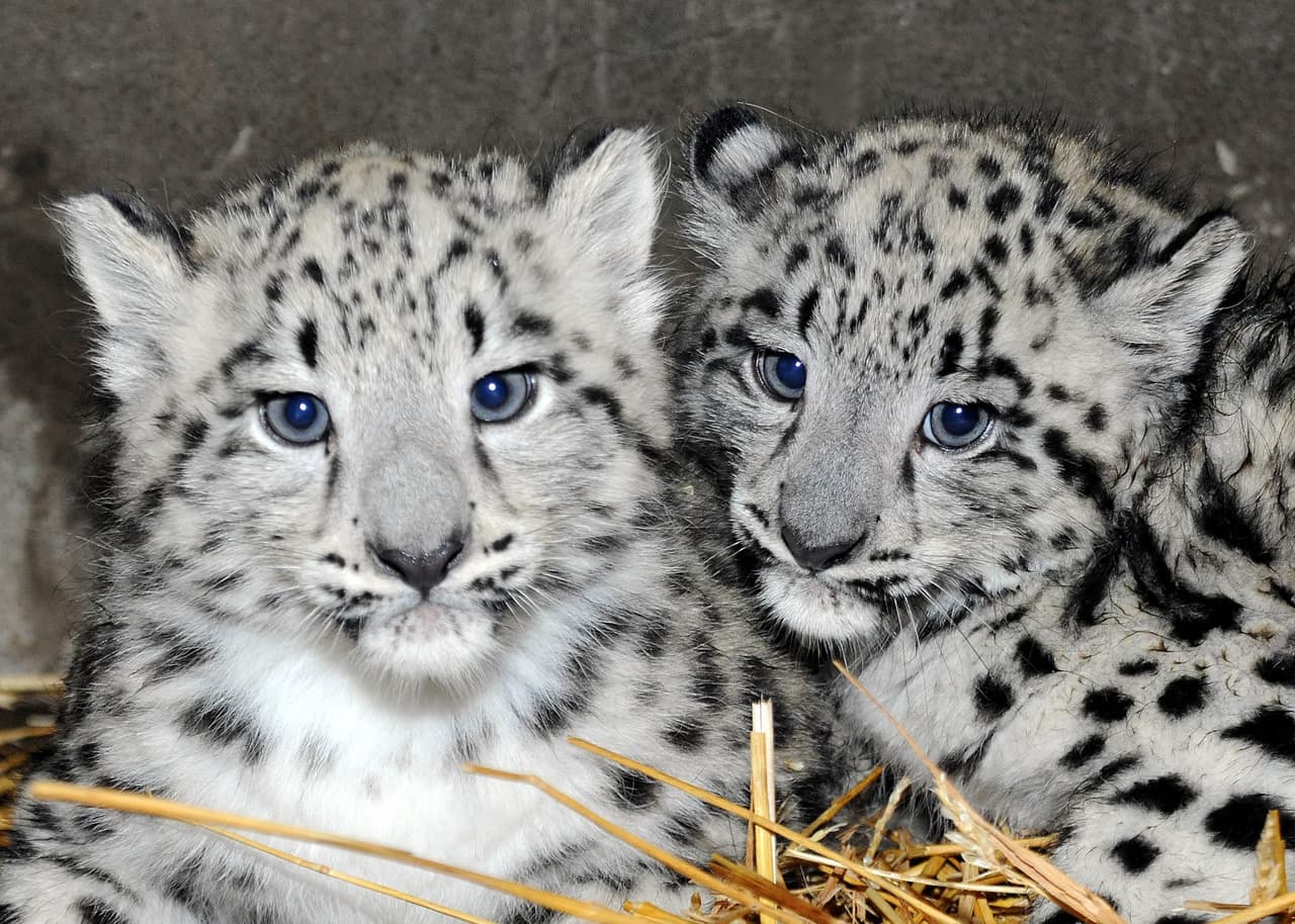 Dieron a conocer fotos de dos leopardas blancas nacidas en el Zoológico Brookfield de Chicago.