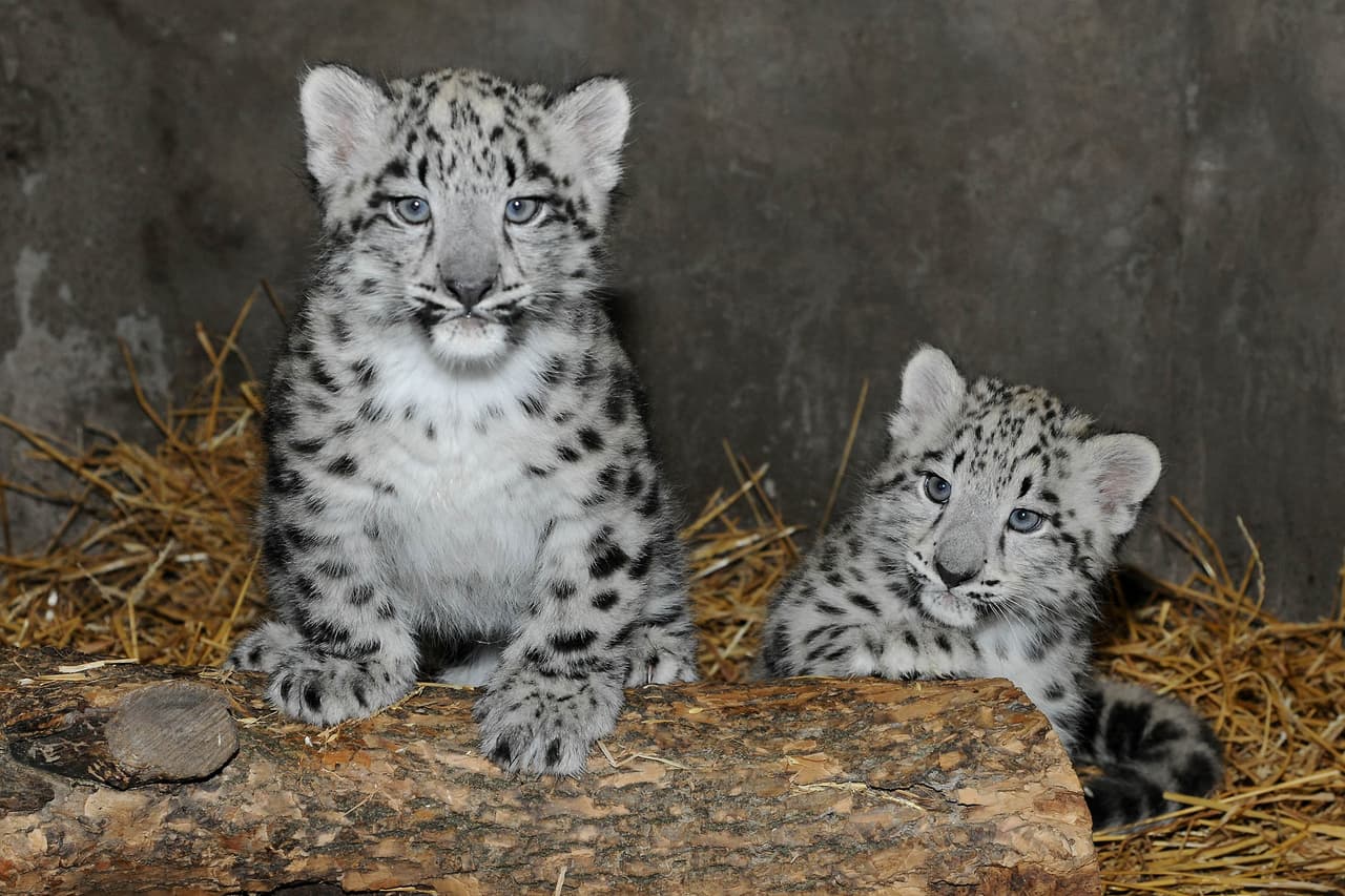 Y por ahora no se ha dado a conocer el nombre de las dos leoparditas.