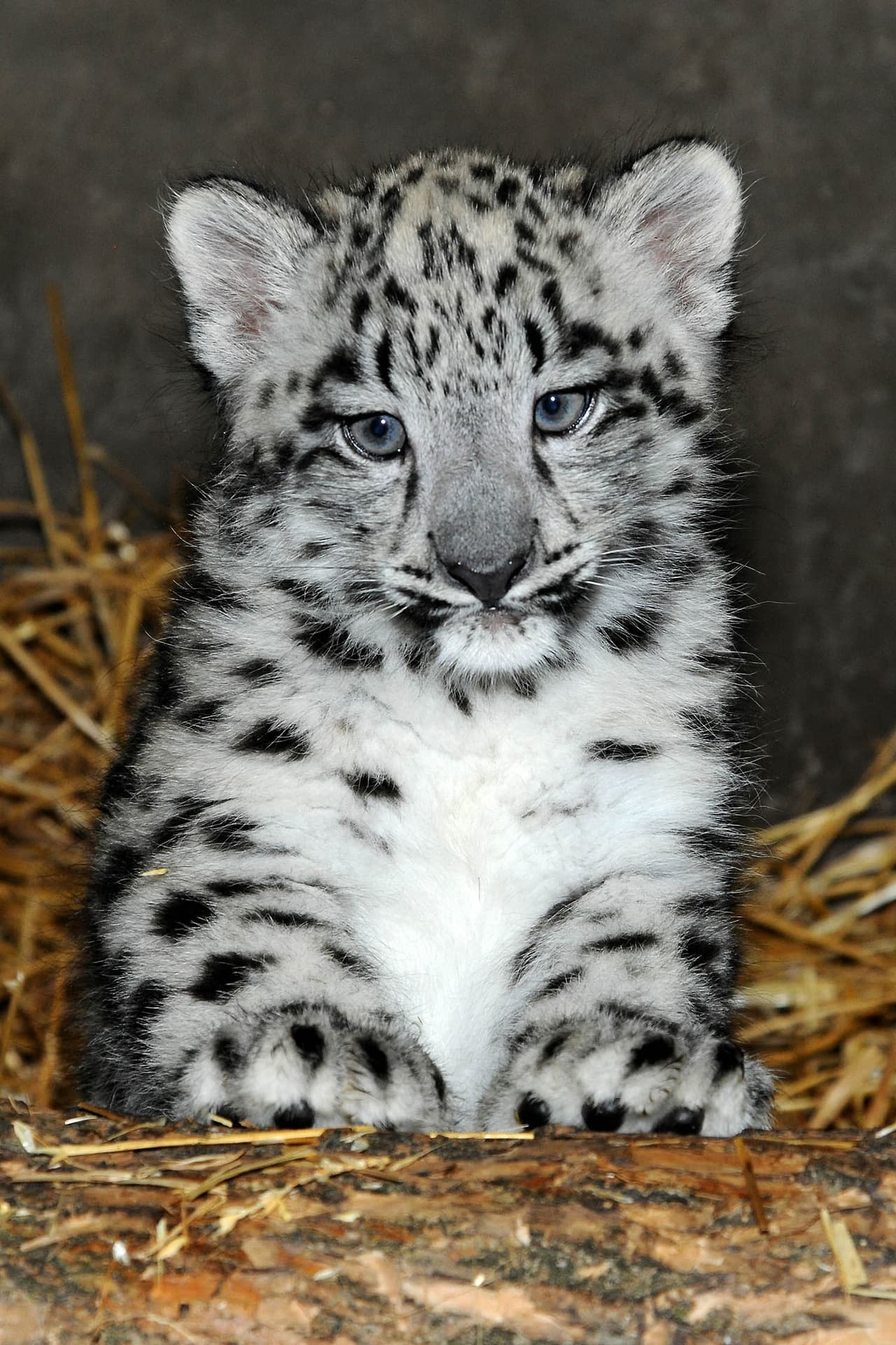 Los leopardos blancos están en la lista de las especies en peligro de extinción.