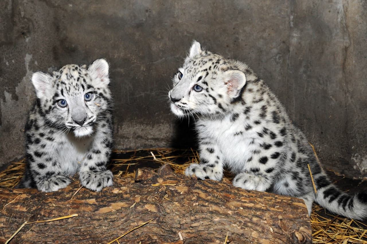 Se estima que existen en el mundo únicamente entre 4,000 y 6,500 leopardos blancos en estado salvaje.