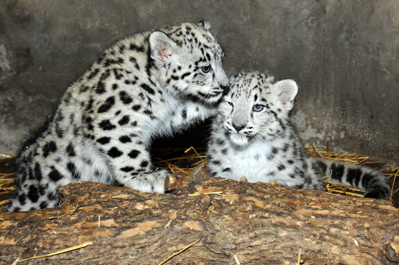 Las crías tienen poco más de dos meses.