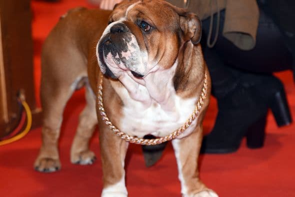 Roscoe, llegó usando su collar más elegante y se comportó como todo un "caballero" durante su llegada.