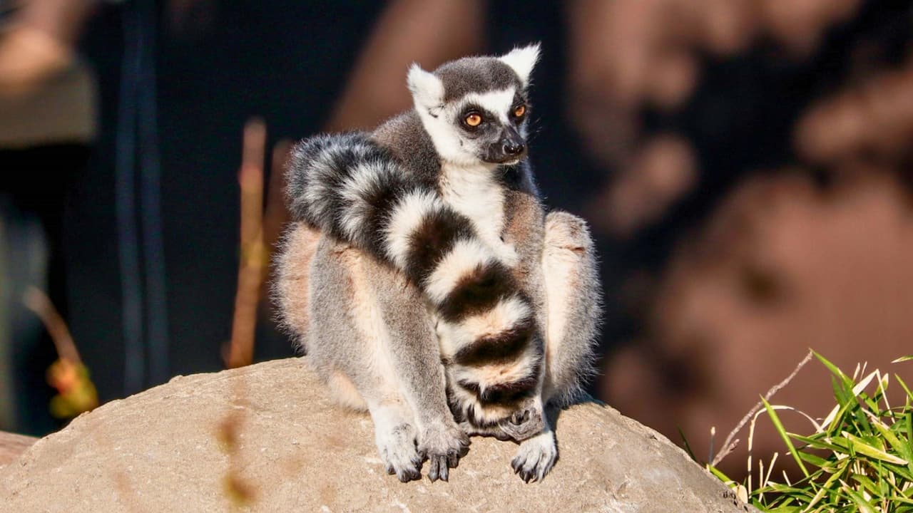 Durante estos días, además de explorar la fascinante variedad de animales y hábitats del zoológico, podrán aprovechar 
<b>descuentos especiales en alimentos y bebidas, como palomitas de maíz por $1, algodón de azúcar, tazas de helado y bolsas de papas fritas por $2, y refrescos enlatados por $3</b>. ¡Una oportunidad perfecta para disfrutar de un día lleno de diversión sin preocuparse por el presupuesto!