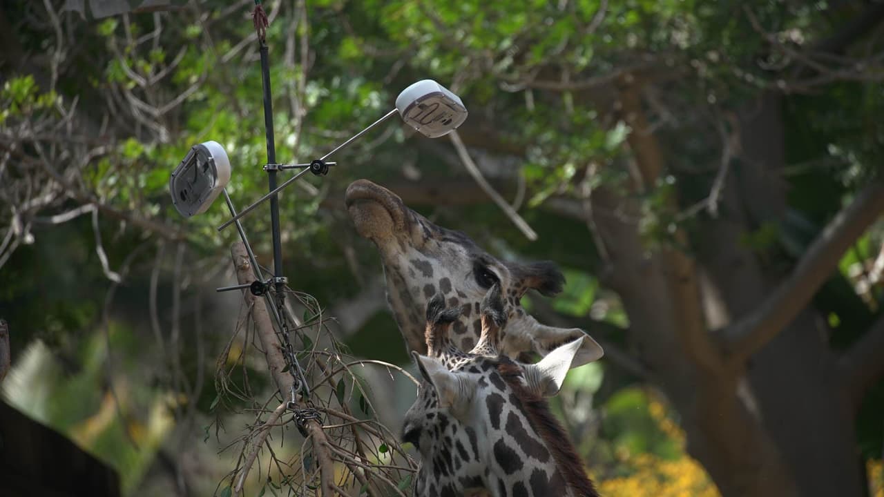 Google puso cámaras con sensor de movimiento para retratar a los animales.