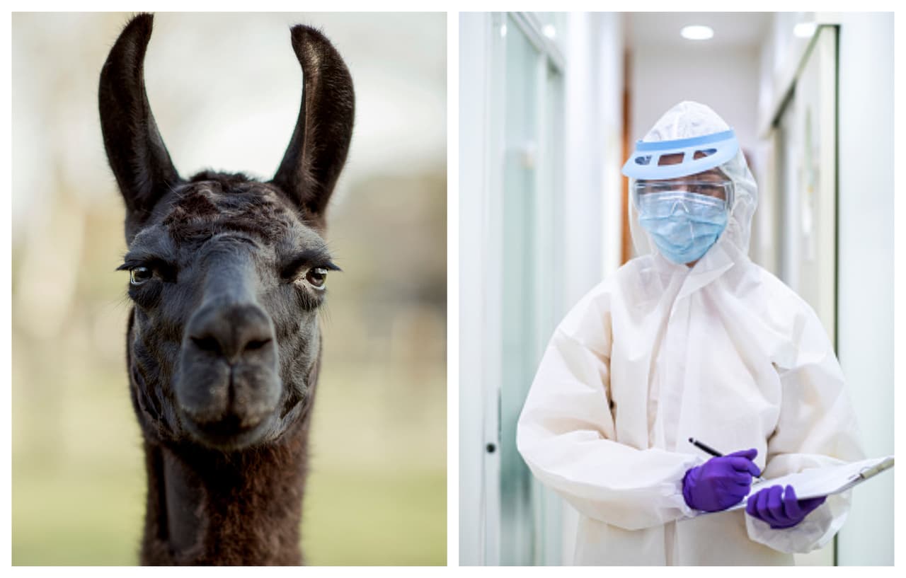 Los anticuerpos de las llamas podrían ayudar en la lucha contra el coronavirus, según estudio de UT