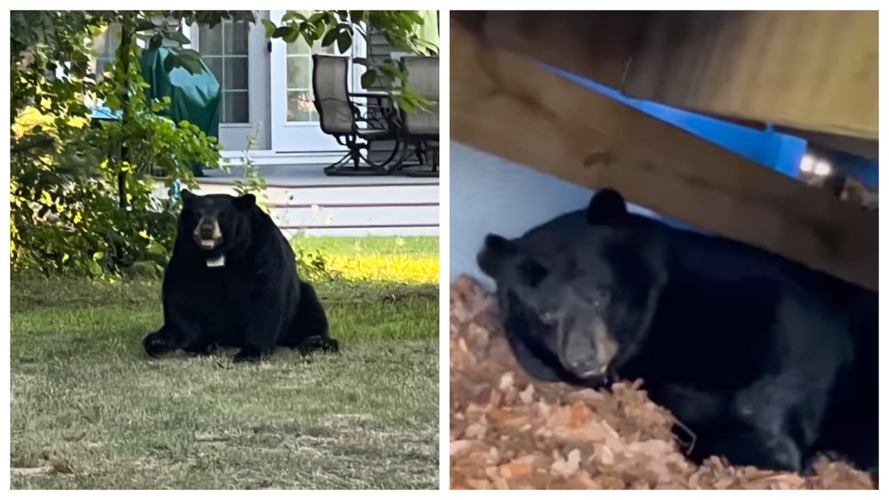 Encuentran oso en el jardín de su casa y deciden vivir con él 