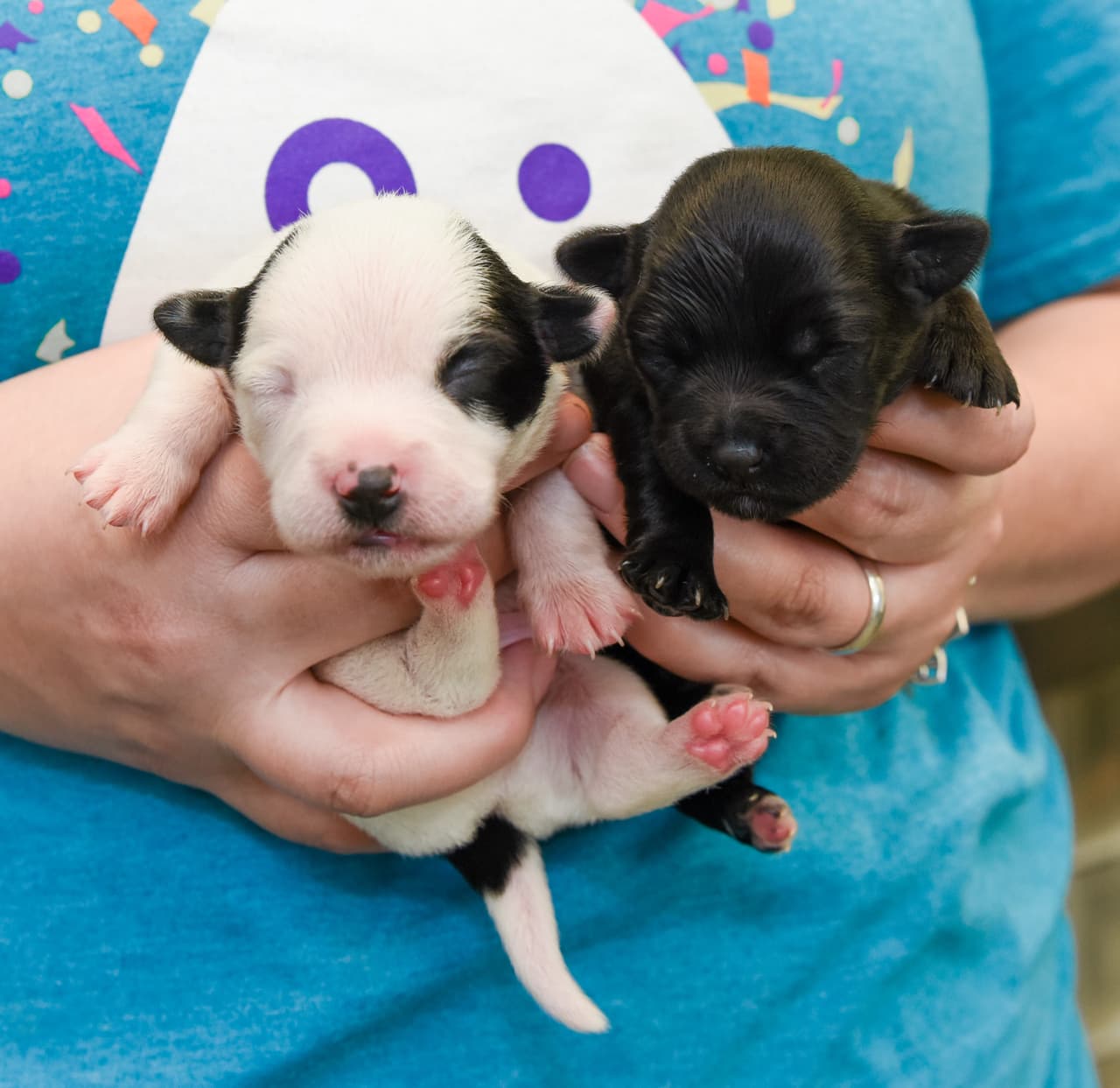 Las personas interesadas pueden llevar los artículos al SAHS o comprarlos de la lista de deseos de Amazon de SAHS.