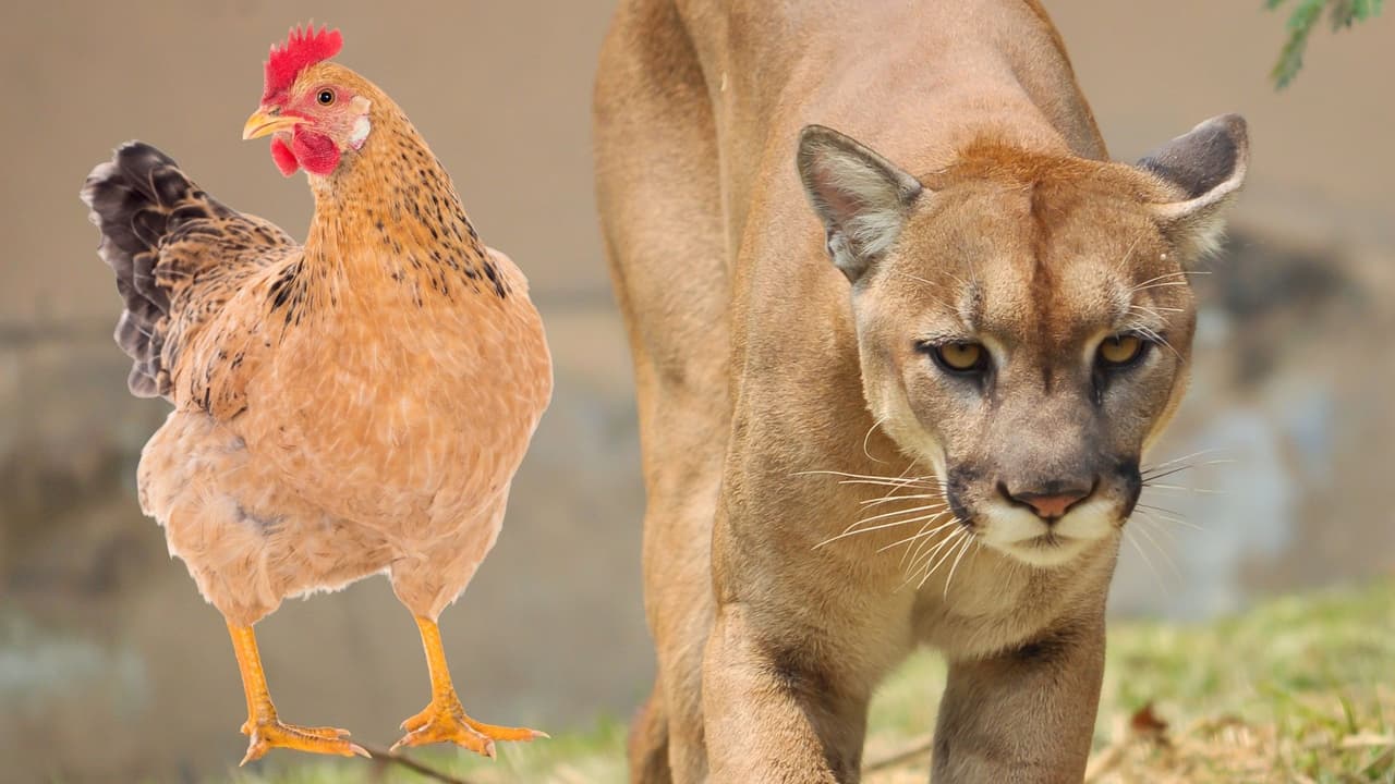 Sorprenden a un puma comiéndose el pollo de una familia en Pacífica