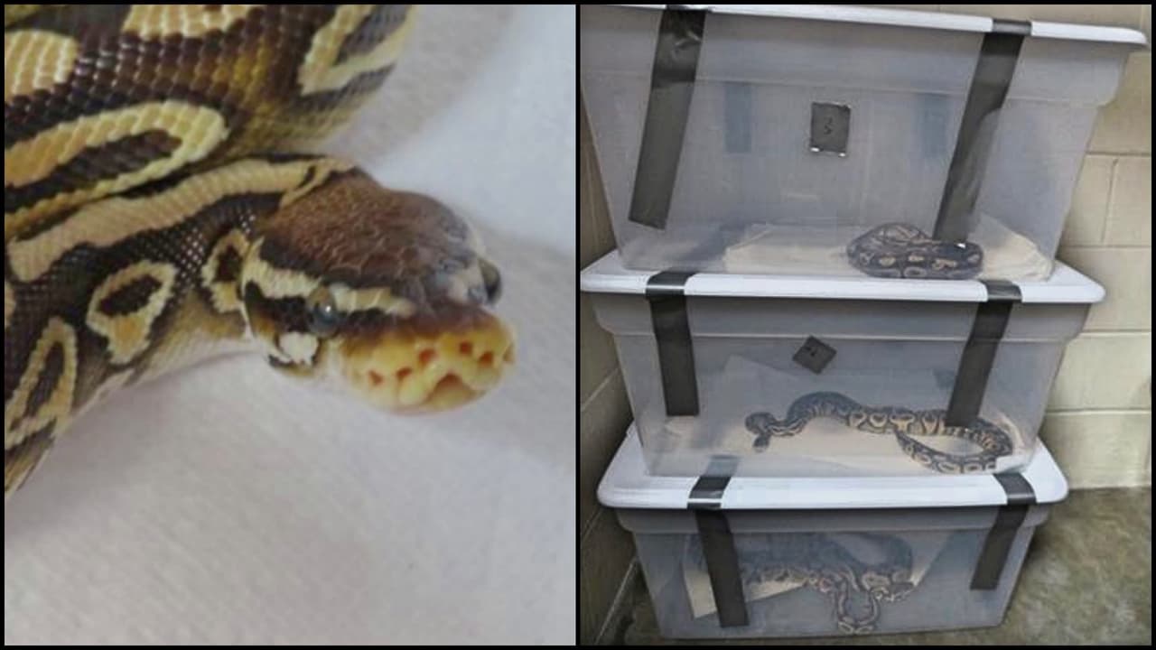 Los 42 ejemplares de la especie pitón real estaban encerrados en contenedores de plástico.