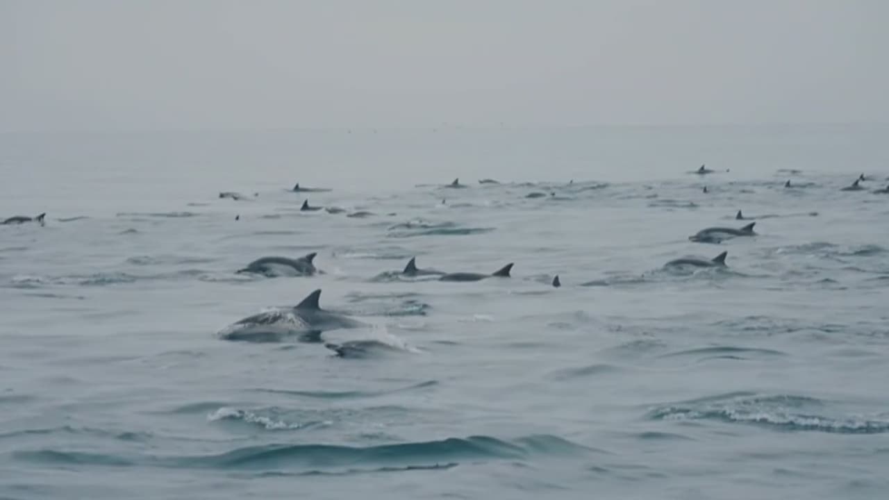 Documental de Sachamama destaca la importancia de cuidar áreas marinas protegidas