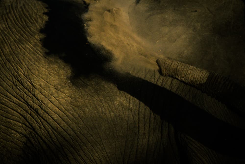 Desde 2005 cuando se disparó nuevamente la cacería debido al tráfico de marfil
<b>mueren en promedio 30,000 elefantes al año. </b>