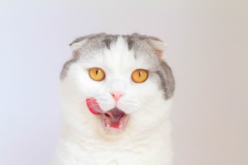 <b>Fold escocés (3,000 dólares)</b>. – La principal característica de este gato son sus orejas pequeñas que se pliegan hacia delante, lo que le da a su cara una forma redonda. Sus pómulos sobresalen del resto del rostro. Existe una gran variedad de colores de su pelaje, pero lo más comunes son los blancos y café claros. 
<br>