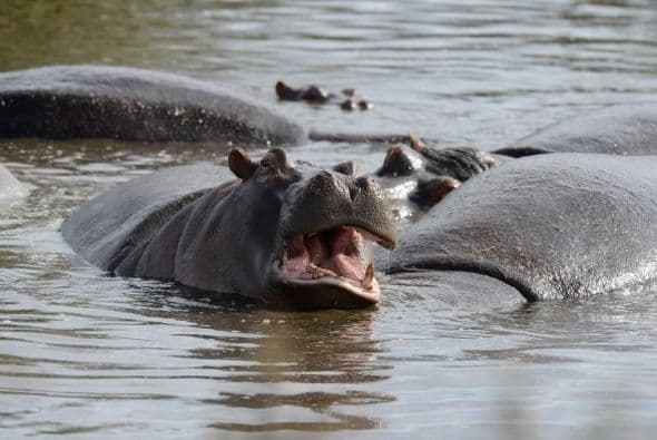 Colombia autorizó un plan de eutanasia para 80 hipopótamos que pertenecieron a Pablo Escobar
