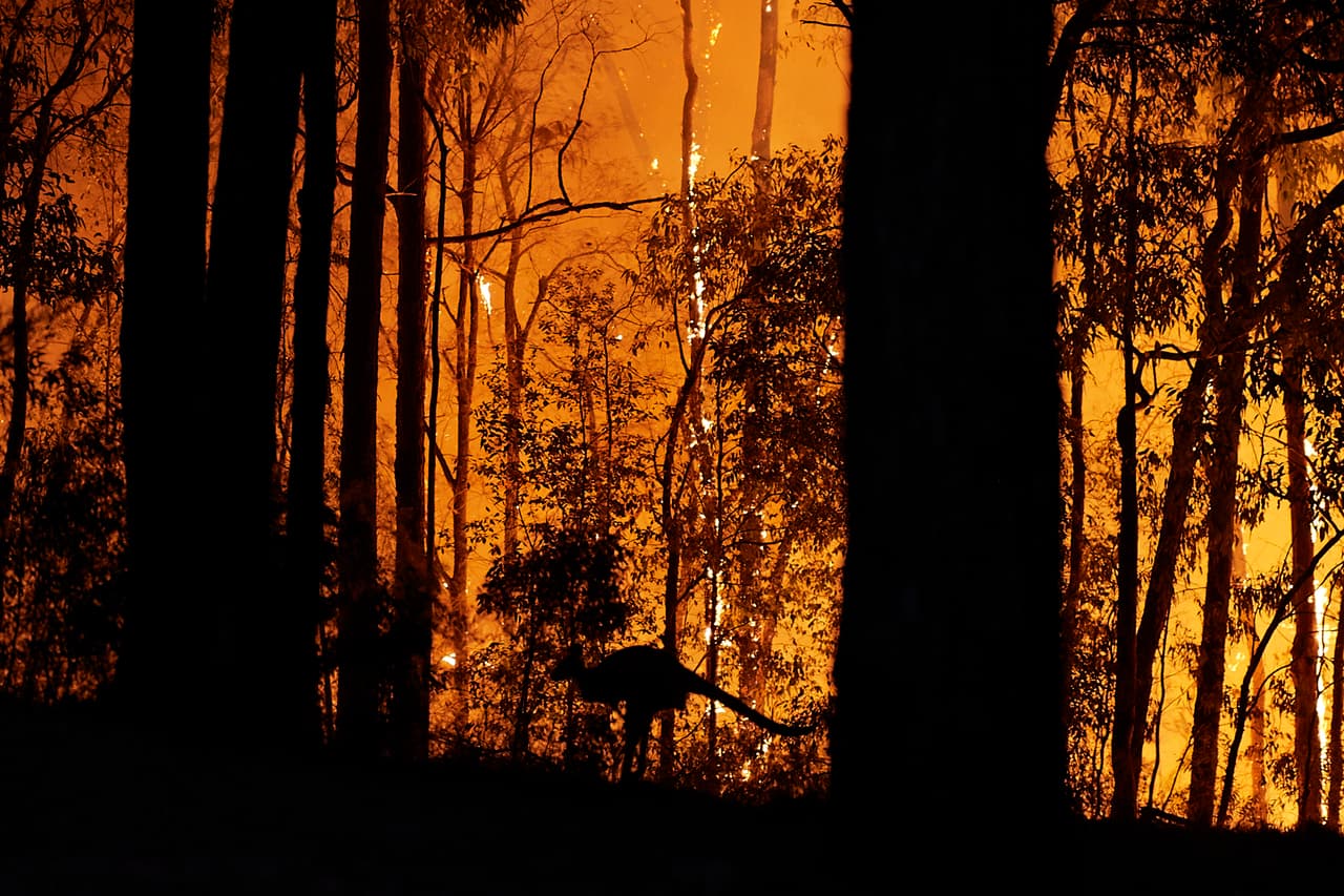 Un canguro extraviado junto a uno de los fuegos que devastó una zona del suroeste de Australia en Noviembre de 2019. Desde que comenzaron el pasado mes de septiembre, los incendios en ese país una superficie de más de 8 millones de hectáreas, equivalente a la de Irlanda.