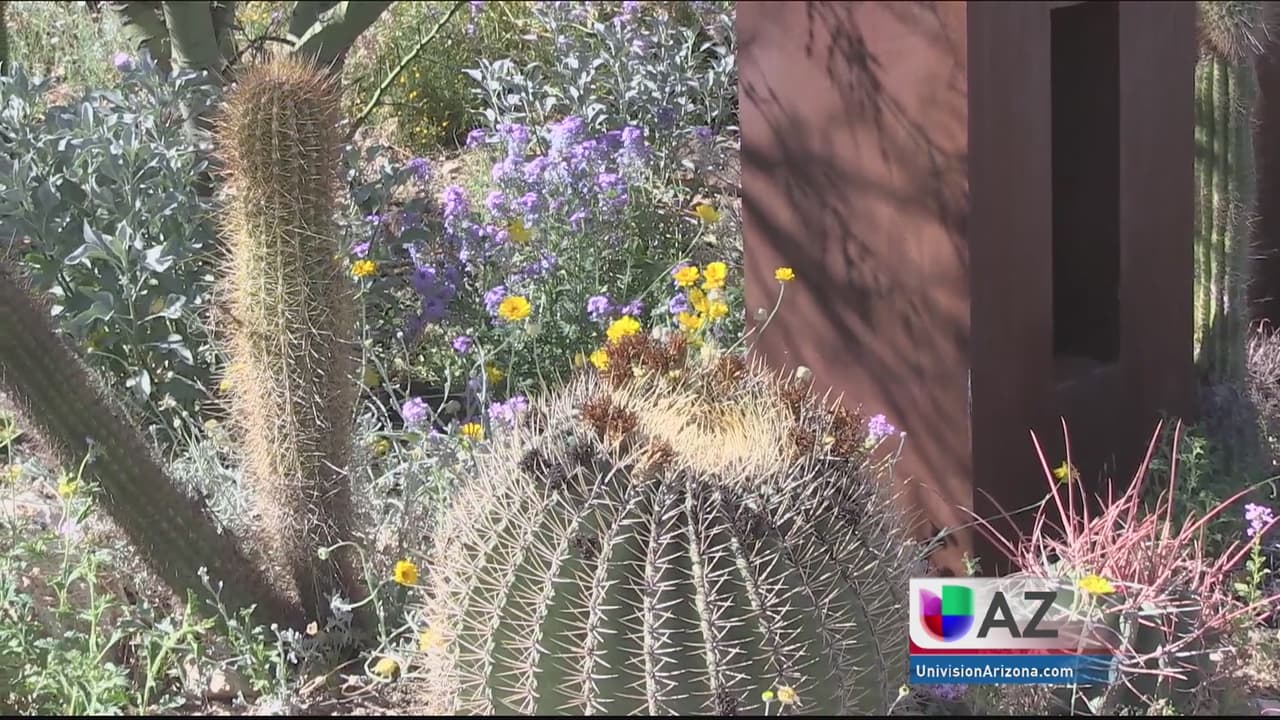El peculiar museo-zoológico de Arizona que reta a descubrir las maravillas de la vida en el desierto