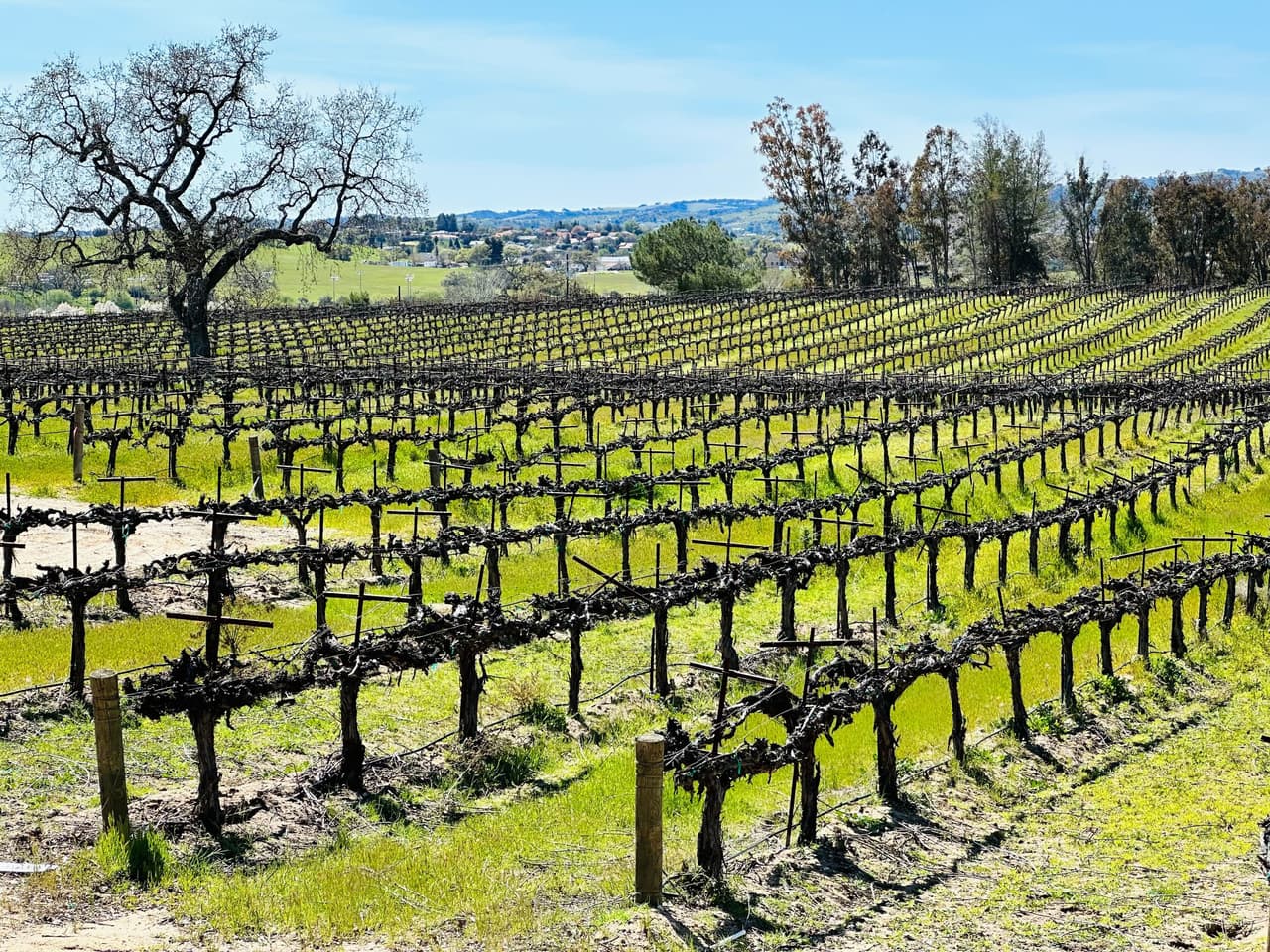 Paso Robles es conocido por ser una región vinícola de clase mundial, con experiencias únicas de degustación de vinos. Cuenta con más de 200 salas de degustación y 40,000 acres de viñedos que producen más de 40 variedades de uvas. 
<br>