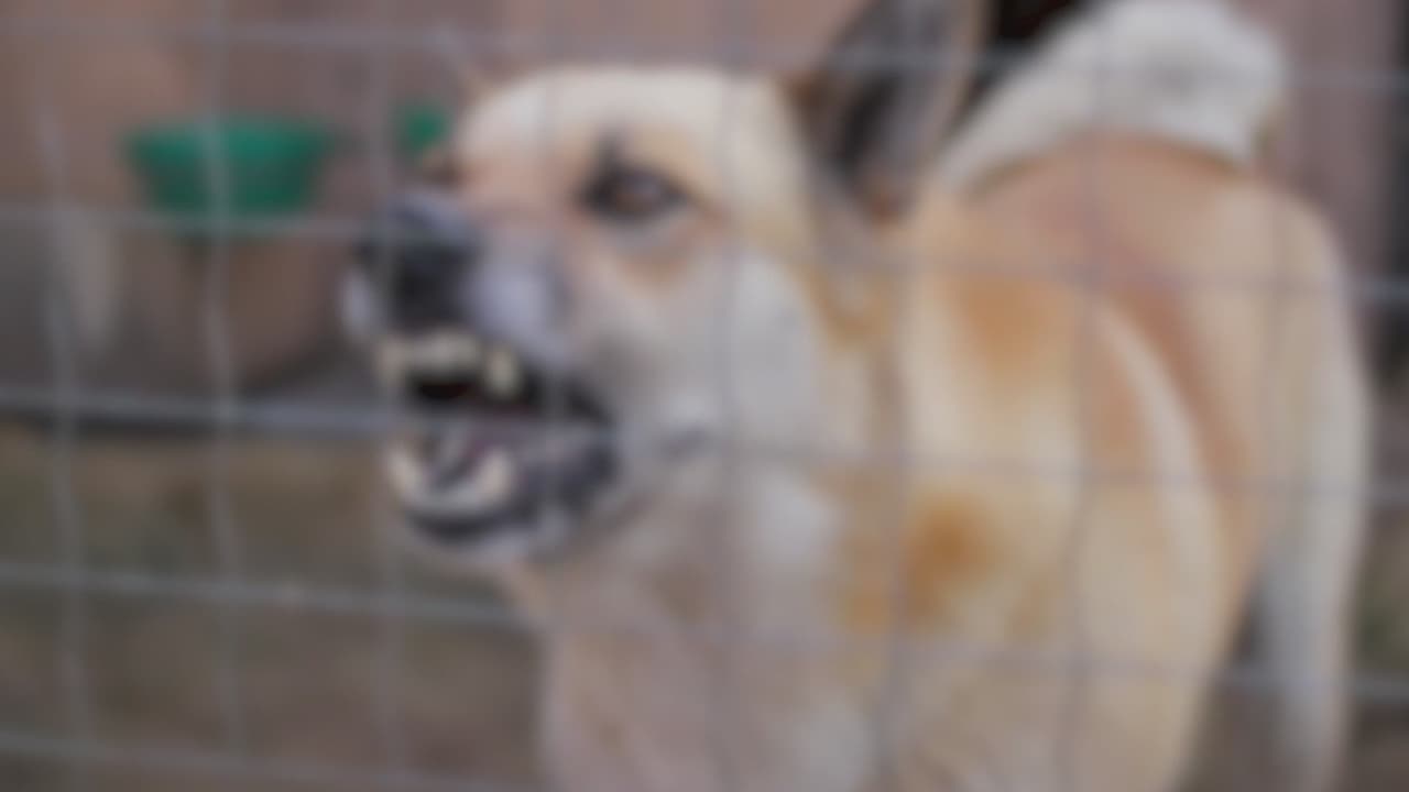 Familiares del hombre que murió por ataque de dos perros piden aprobar una legislación para regular la posesión de canes considerados como peligrosos.