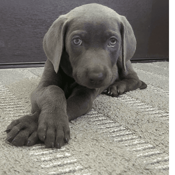 Rue, es una perrita muy activa. Raza Withemariner, ojos grises, 4 meses. Definitivamente, una belleza. 😍