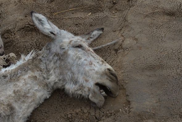 Esas labores "no han tenido mucho éxito debido a que los utensilios que tenemos no sirven de mucho en este caso", reconoció el funcionario.