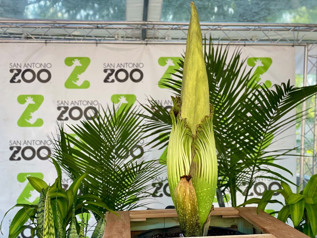 <b>La flor de cadáver</b>, una especie rara que el zoológico de la ciudad tiene en sus instalaciones, es famosa por el poderoso olor a carne podrida que libera. 
<br>
<br>La 
<b>planta en peligro de extinción</b> es originaria de las selvas tropicales de 
<b>Sumatra en Indonesia</b> y puede tardar más de diez años en florecer por primera vez.
<br>
<br>
<br>La flor del cadáver 
<b>puede crecer hasta 8 pies de altura</b> y generar su propio calor, lo que permite que el hedor llegue aún más lejos.