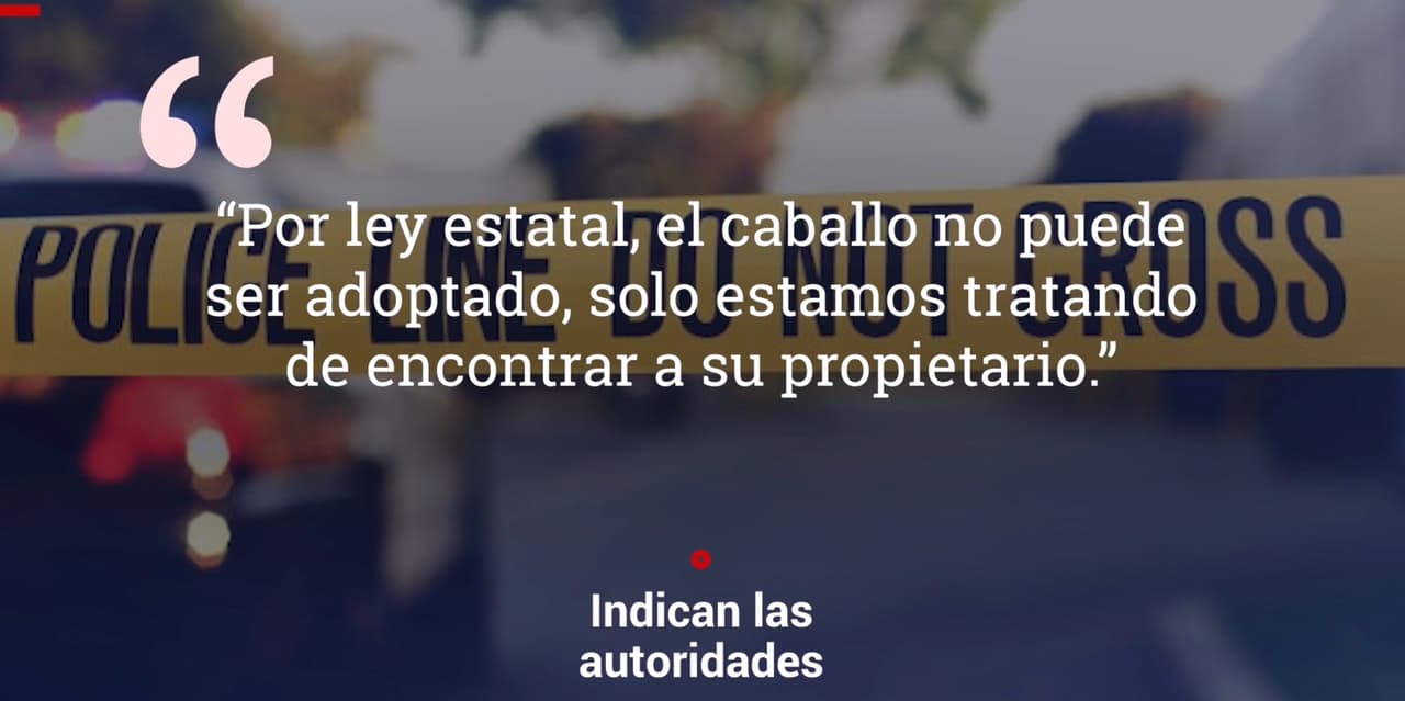 “Por ley estatal, el caballo no puede ser adoptado, solo estamos tratando de encontrar a su propietario”, indican las autoridades.