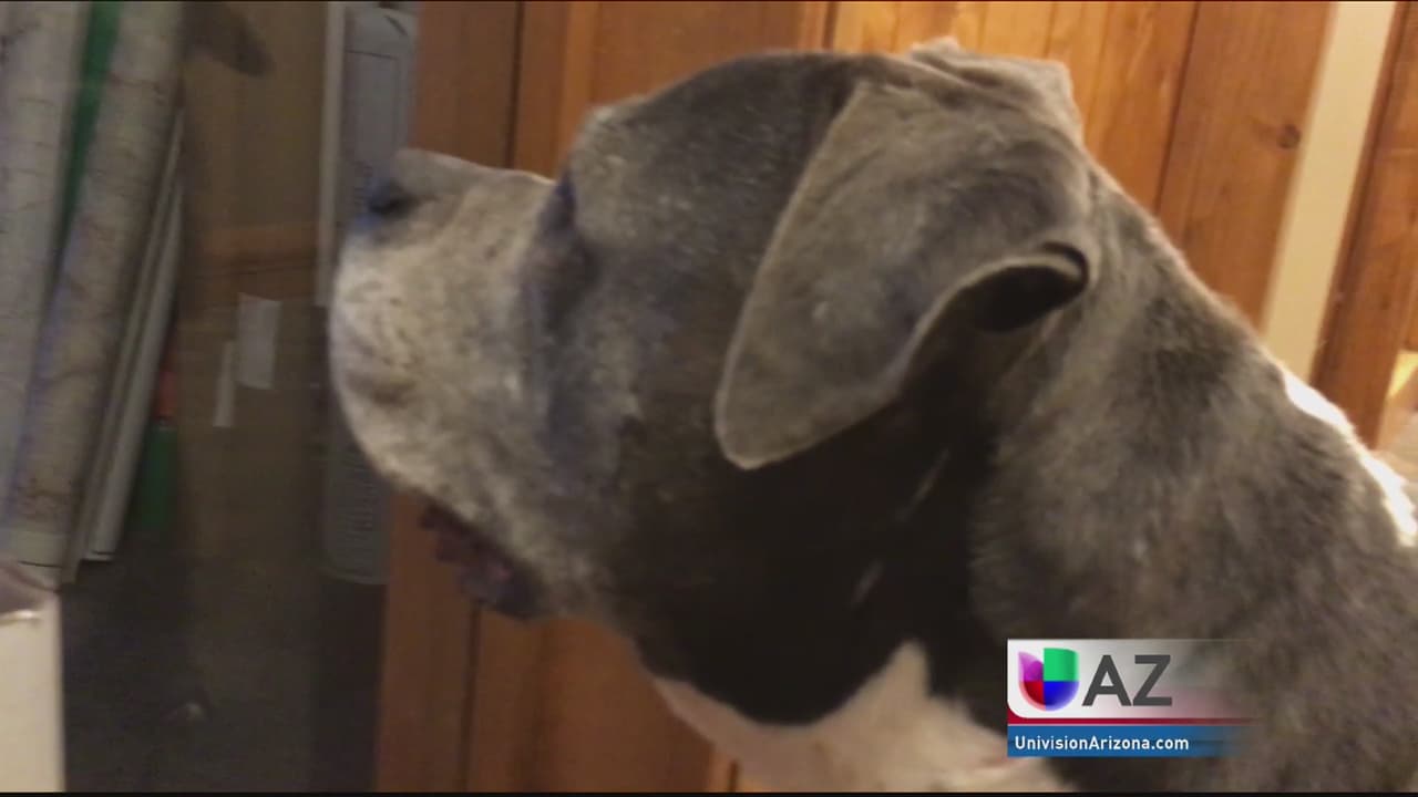 Evento especial para familias que buscan adoptar una mascota