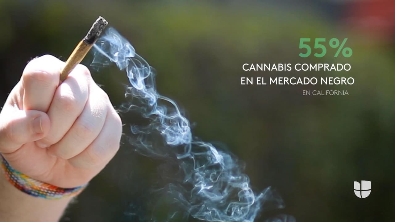 El 55% de la marihuana que se compra en California proviene del mercado negro, según un estudio de Leafly.