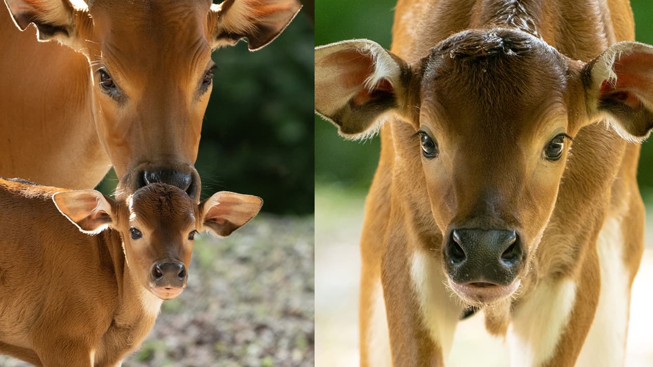 En el Zoológico de Miami nació un ejemplar de una especie en peligro de extinción
