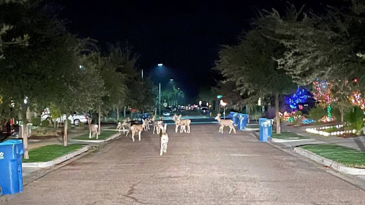Manada de venados se pasean por vecindario de Buckeye, Arizona 