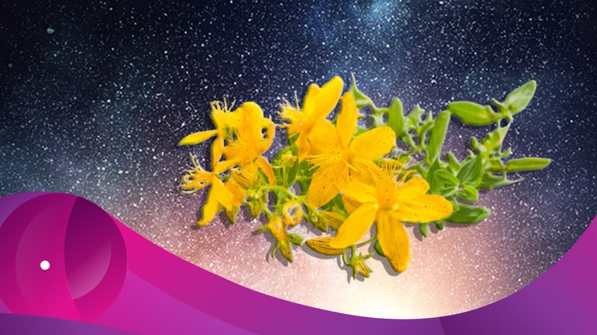 La hierba de San Juan es una planta también conocida como el Hypericum perforatum, hipérico, hipericón, corazoncillo, la flor de la alegría y un par de nombres más bastante interesantes.