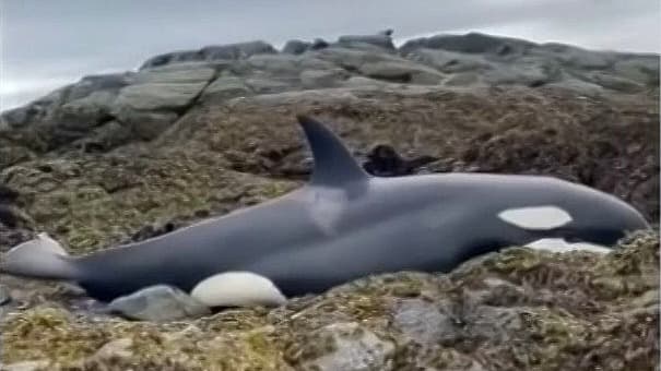 Rescate marino: varias personas salvan a una orca varada en la costa de Alaska