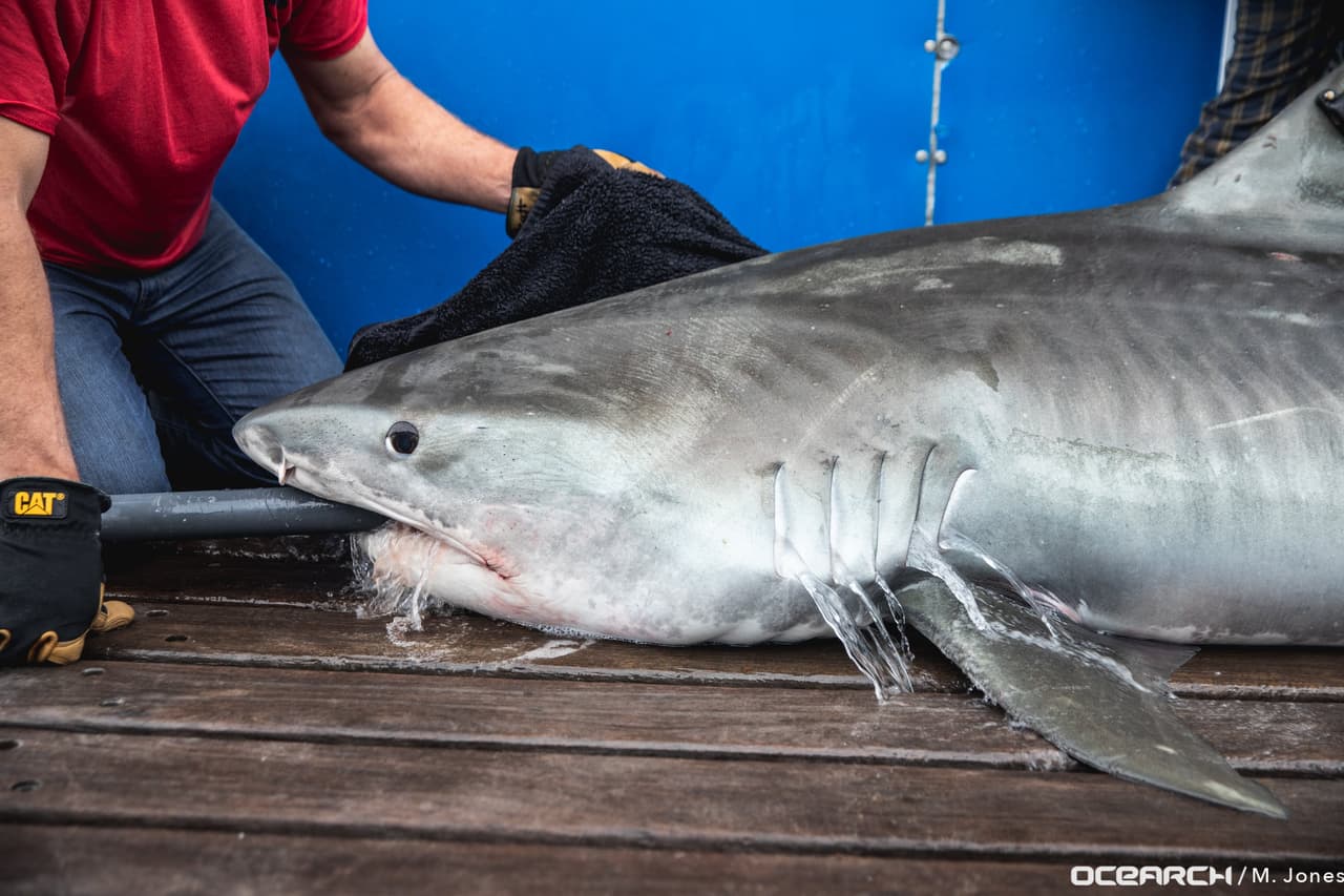 Estos tiburones son localizados gracias a un rastreador satelital que está conectado a la aleta dorsal del tiburón.
<br>