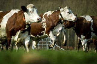 En el 2001 se detectó una epidemia en el Reino Unido de 'las vacas locas', lo que causó el sacrificio de cientos de cabezas bovinas y se prohibió la exportación de carne en ese país.