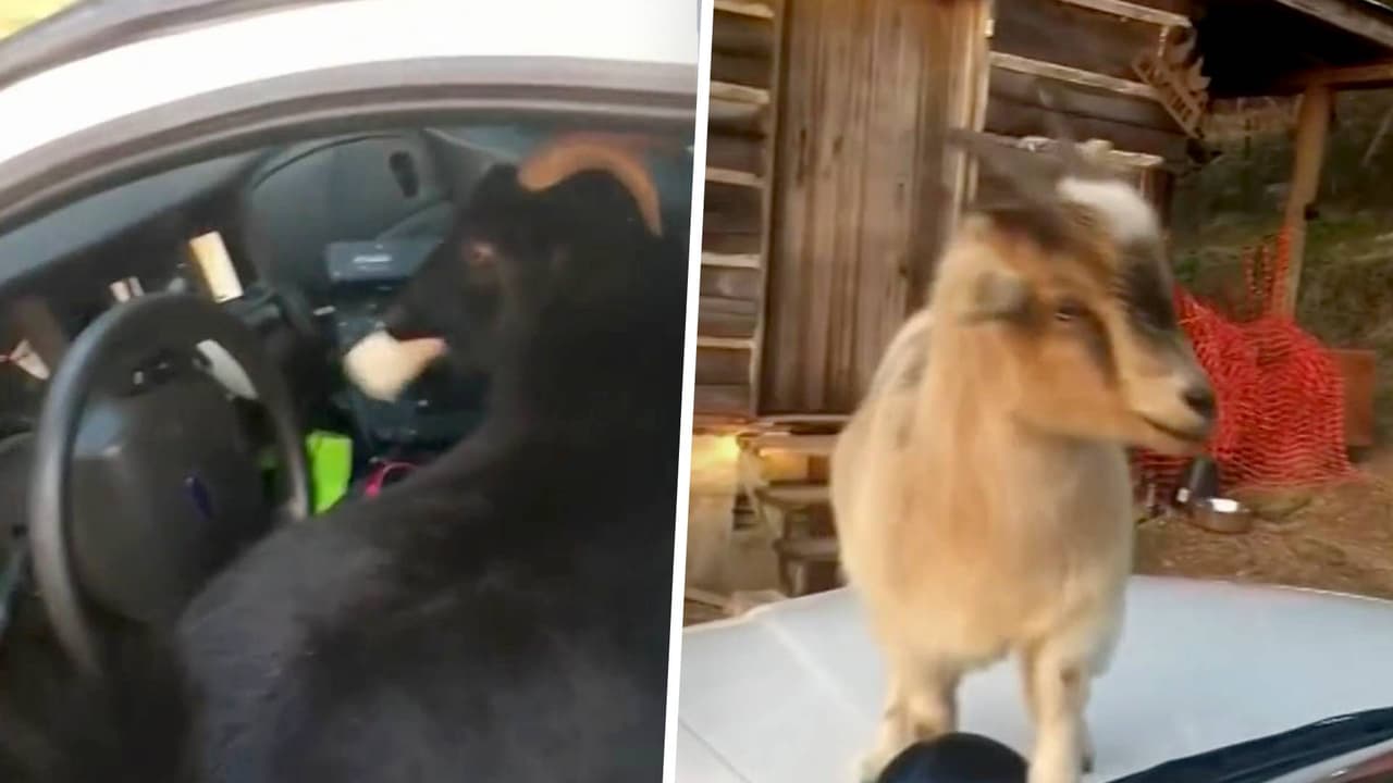 Se apoderaron de una patrulla: agente vive inesperado momento con dos cabras