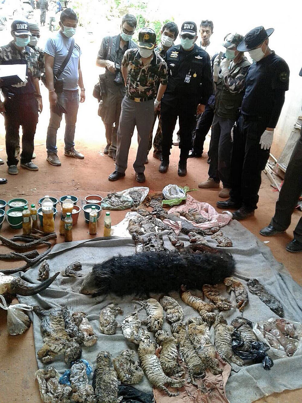 Funcionarios observan los restos de cachorros de tigre y un oso en un templo en el oeste del país.