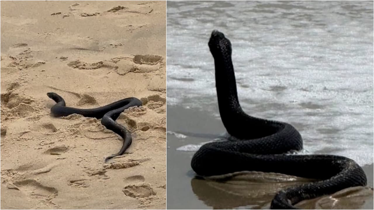 Niña intenta agarrar un palo en una playa, pero resulta ser una serpiente