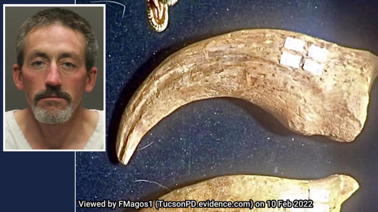 Acusan a un hombre de robar la garra de un dinosaurio en el show de gemas de Tucson