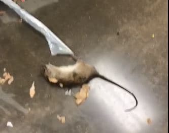 En comparación, hubo alrededor de 10,500 avistamientos en 2010 y 25,000 informes de este tipo en todo el año pasado.