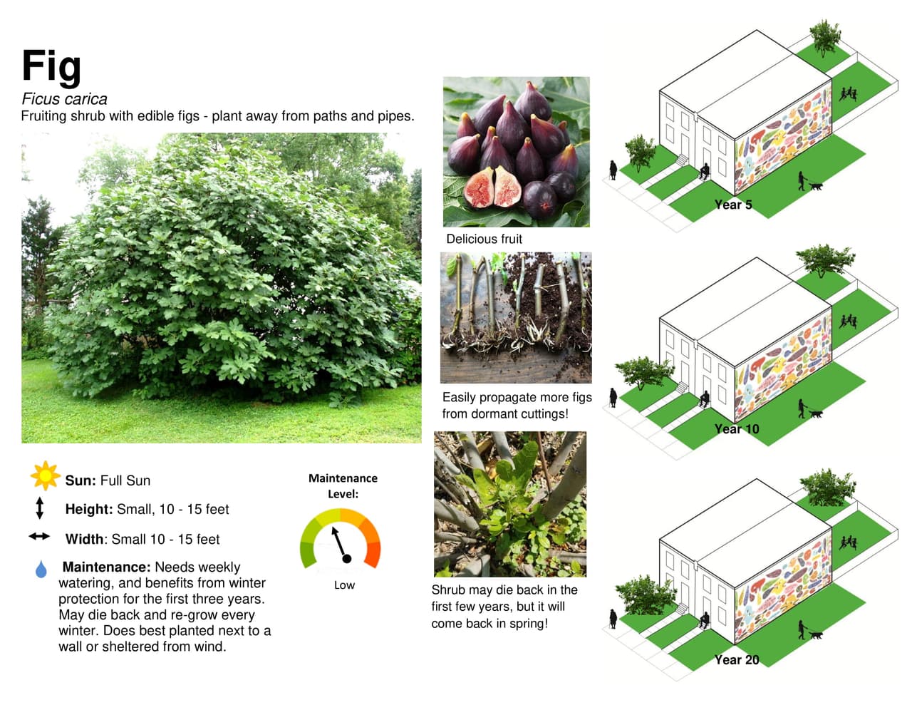 Los 
<a href="https://treephilly.org/resources/tree-care/yard/" target="_blank">árboles requieren mucha agua durante sus primeros dos años de vida</a>. Dale al árbol 10 galones de agua una o dos veces por semana desde el momento en que florece en la primavera hasta que sus hojas se caen a fines del otoño. Aflojar la capa superior del suelo ayudará a que el agua llegue a sus raíces. Agregar mantillo mantendrá las raíces húmedas y ayudará a mantener el árbol fresco en verano y cálido en invierno.