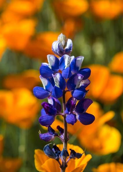 <b>Ennis: </b>es conocida como la "Ciudad oficial de Bluebonnet en Texas". Ubicada al sur de Dallas, se dice que el sendero oficial bluebonnets de Ennis, es el más antiguo del estado.