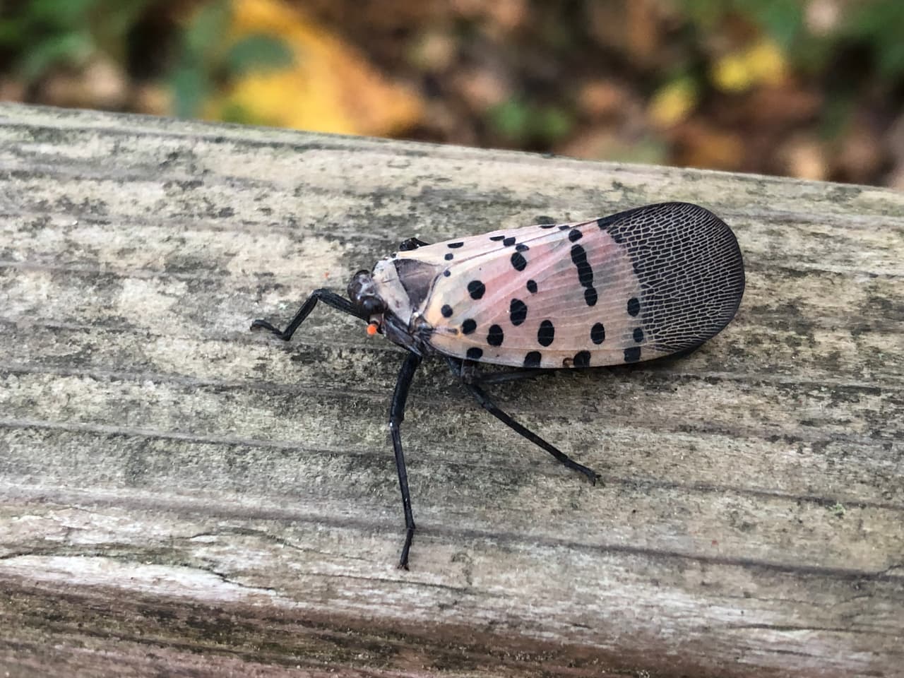 Costosa plaga; mosca linterna manchada quebranta la economía de Pensilvania